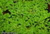 Selaginella uncinata