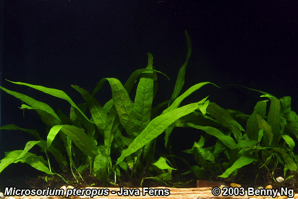 Microsorium pteropus Java Fern