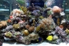 Reef tank