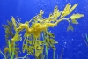 Leafy Sea Dragon