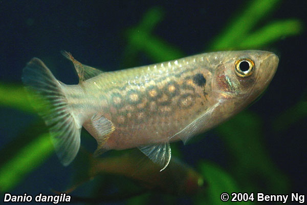 Danio dangila