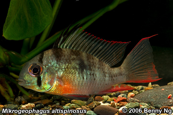 Mikrogeophagus altispinosus