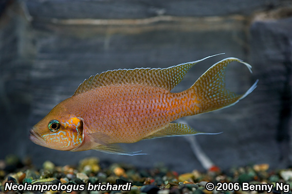 Neolamprologus brichardi