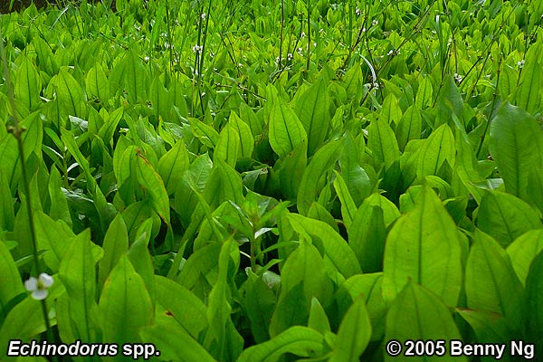 Echinodorus spp