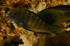 Tropheus spp.