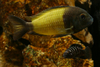 Tropheus spp.