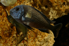 Tropheus spp.