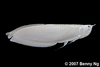 Platinum Arowana