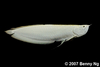 Platinum Arowana