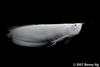 Platinum Arowana