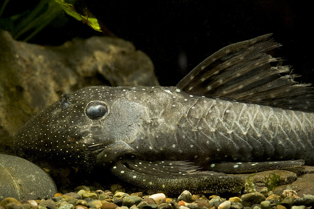 Hemiancistrus sp. with slime disease