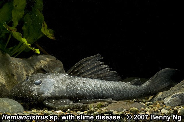 Hemiancistrus sp. with slime disease