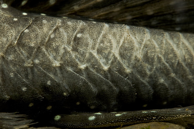 Hemiancistrus sp. with slime disease