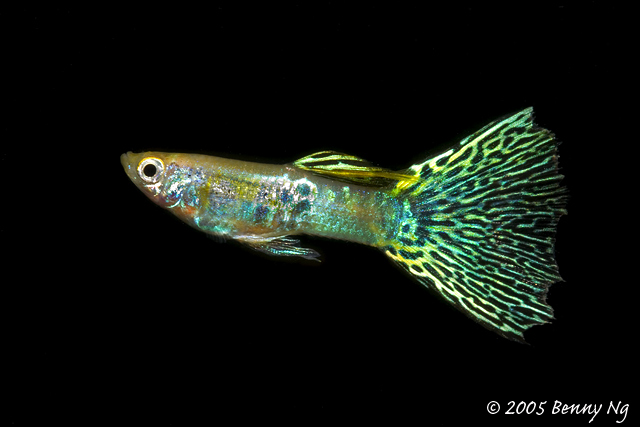Poecilia reticulata var.