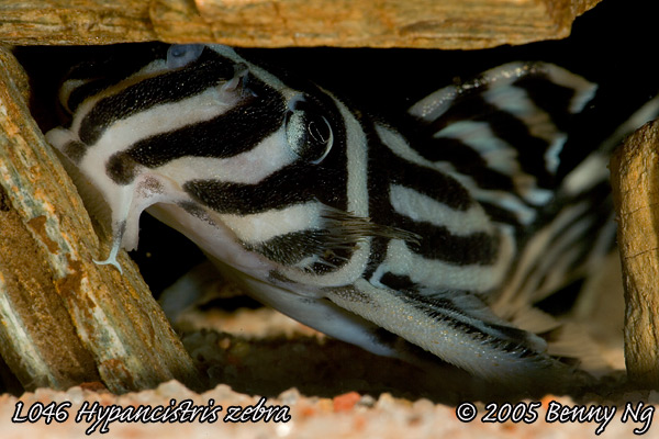 Hypancistrus zebra