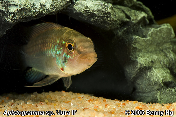 Apistogramma sp. Jura II