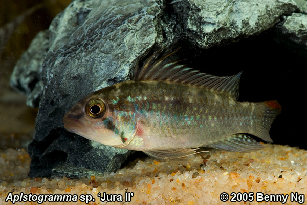 Apistogramma sp. Jura II