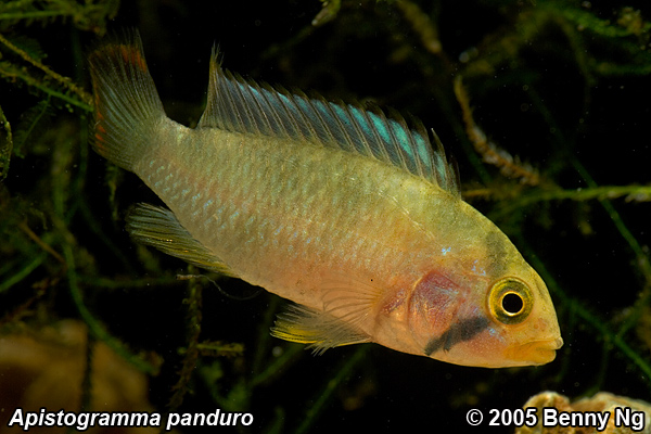 Apistogramma panduro