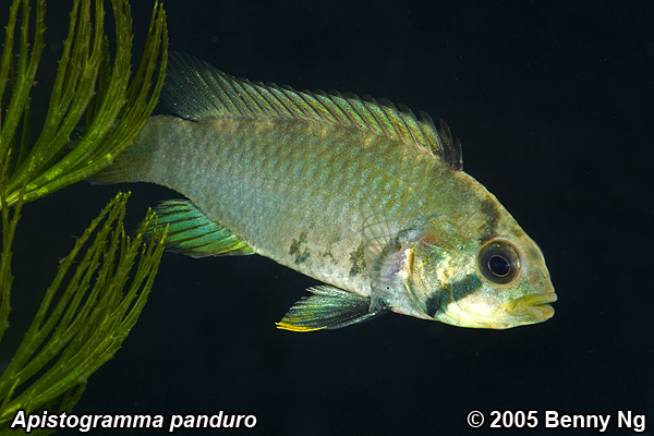 Apistogramma panduro