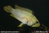 Apistogramma panduro