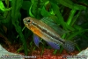 Apistogramma bitaeniata