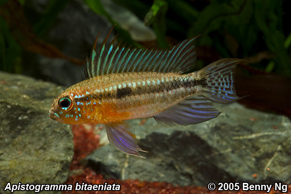 Apistogramma bitaeniata