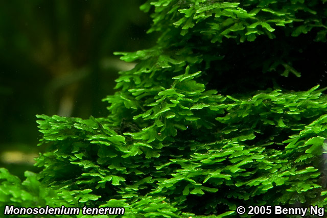 Monosolenium tenerum