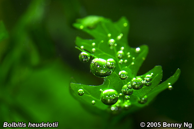 Bolbitis heudelotii