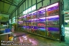 Mainland Tropical Fish Farm