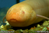 Albino Lung Fish