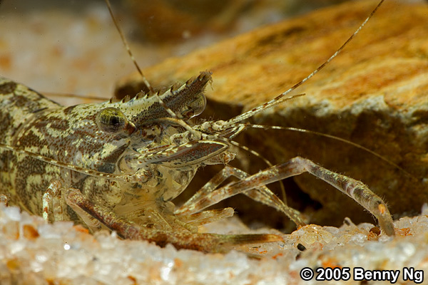 Freshwater Shrimp