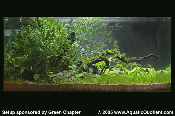 Aquarama Planted Setup