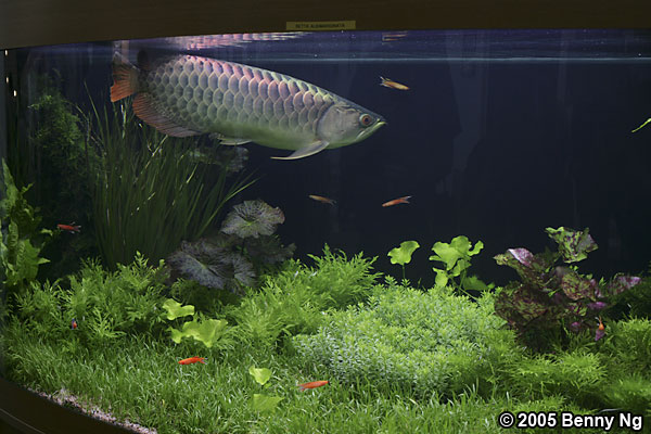 Planted Arowana Tank