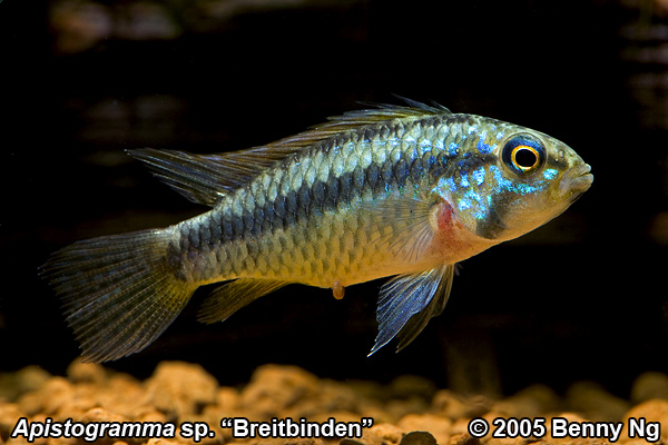 Apistogramma sp. "Breitbinden"