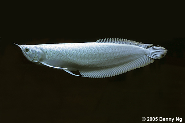 Platinum Arowana