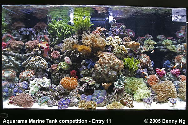 Aquarama Marine Tank Competition