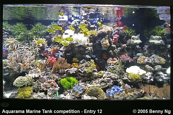 Aquarama Marine Tank Competition