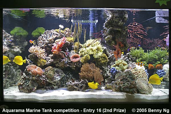 Aquarama Marine Tank Competition