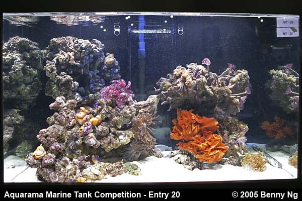 Aquarama Marine Tank Competition