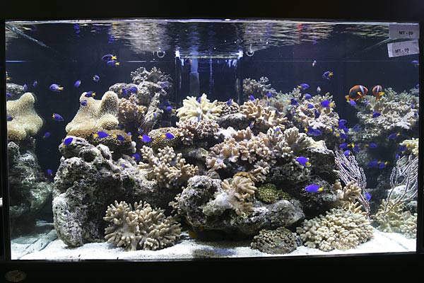 Aquarama Marine Tank Competition
