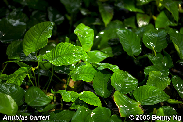 Anubias barteri