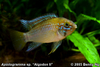 Apistogramma sp. "Algodon II"