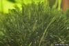 Some kind of special moss