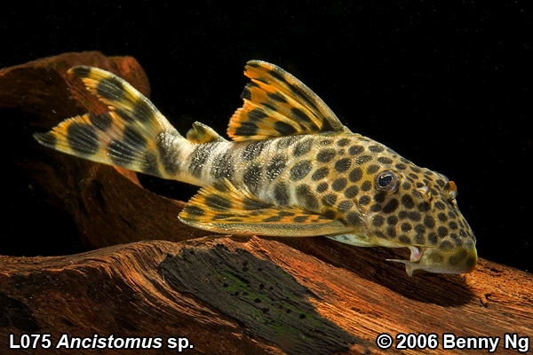 L075 Ancistomus sp.