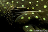 Hemiancistrus sp. (L128)