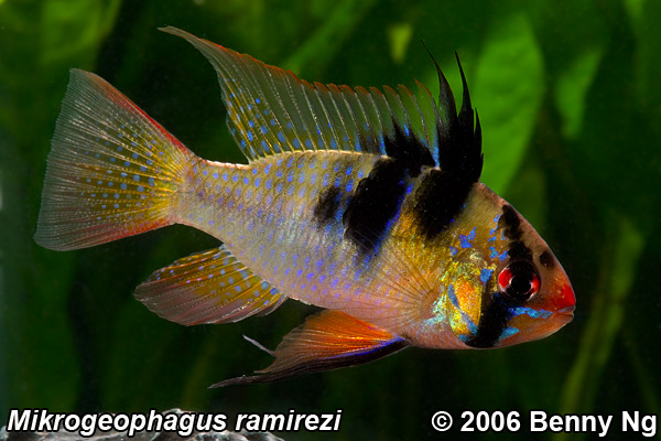 Mikrogeophagus ramirezi