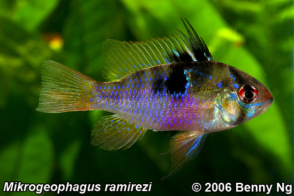 Mikrogeophagus ramirezi