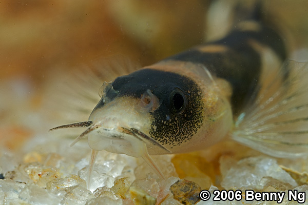 Unidentified loach