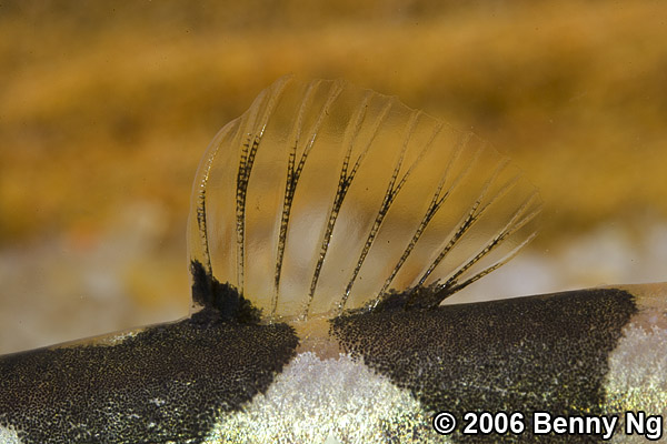 Unidentified loach