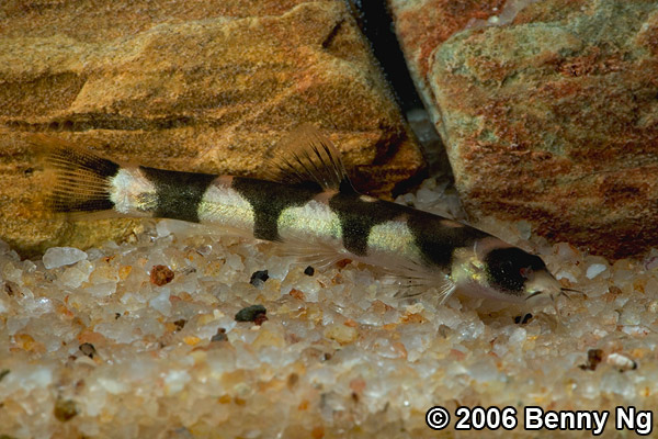 Unidentified loach